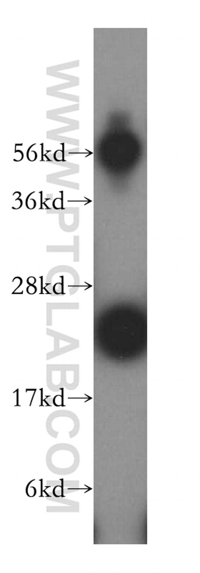 LITAF Antibody in Western Blot (WB)