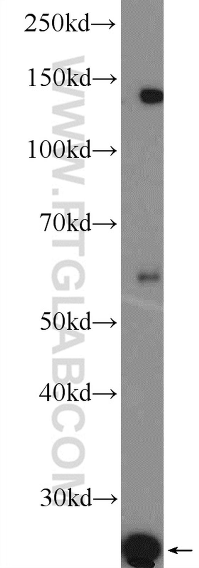 LITAF Antibody in Western Blot (WB)