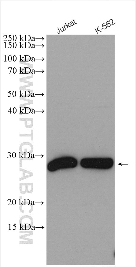 SNRPB Antibody in Western Blot (WB)