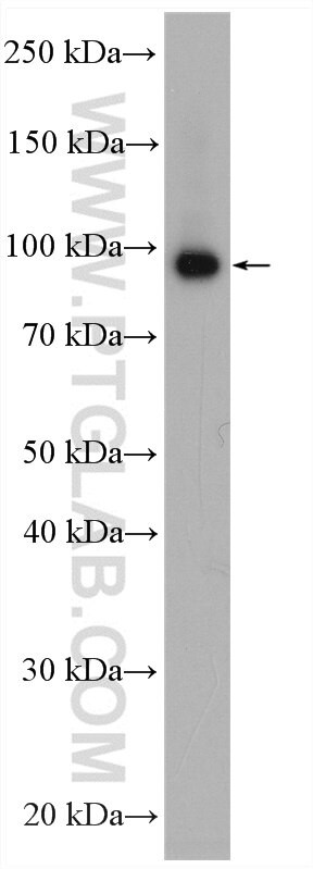 MAGED4 Antibody in Western Blot (WB)