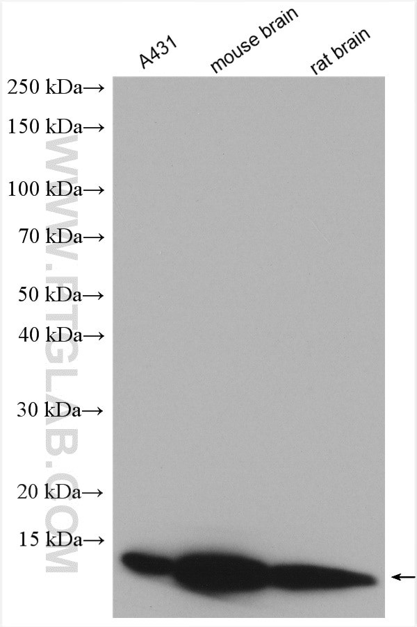 DYNLL2 Antibody in Western Blot (WB)