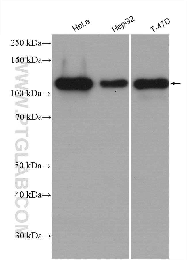 p130Cas Antibody in Western Blot (WB)