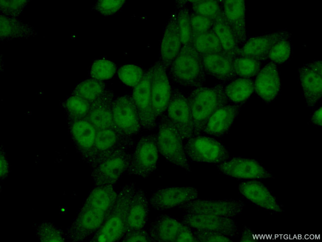 EED Antibody in Immunocytochemistry (ICC/IF)