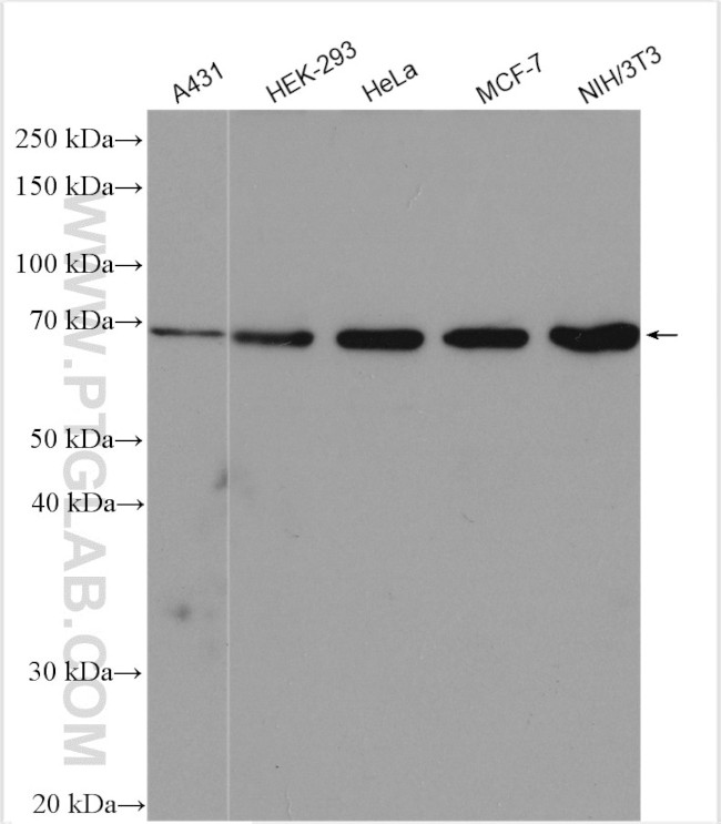 SRF Antibody in Western Blot (WB)