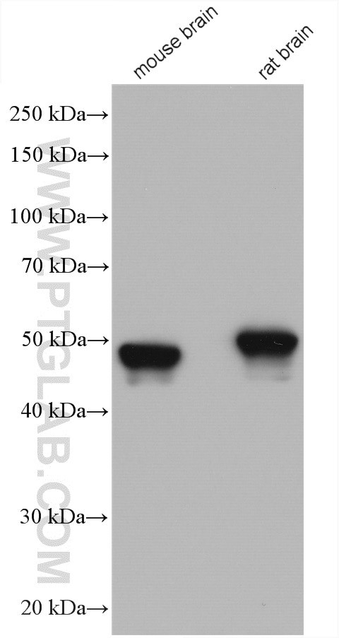 GFAP Antibody in Western Blot (WB)