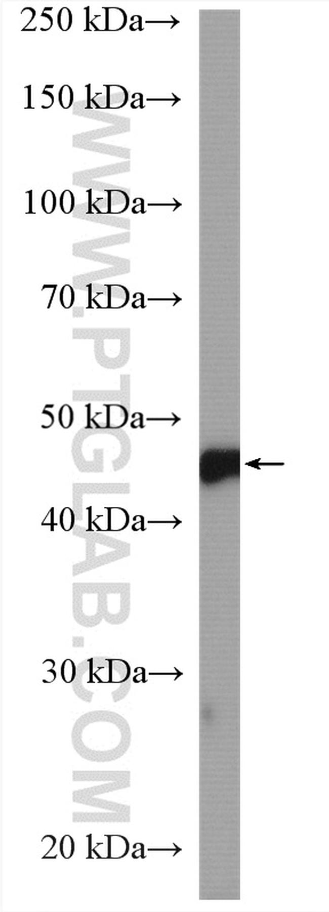 GFAP Antibody in Western Blot (WB)