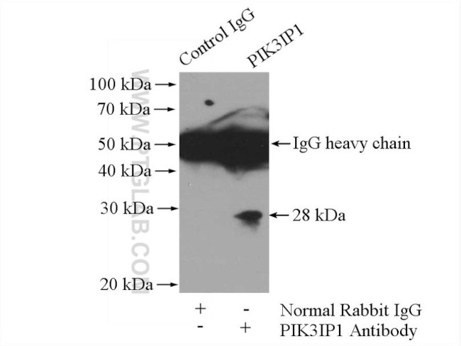 PIK3IP1 Antibody in Immunoprecipitation (IP)