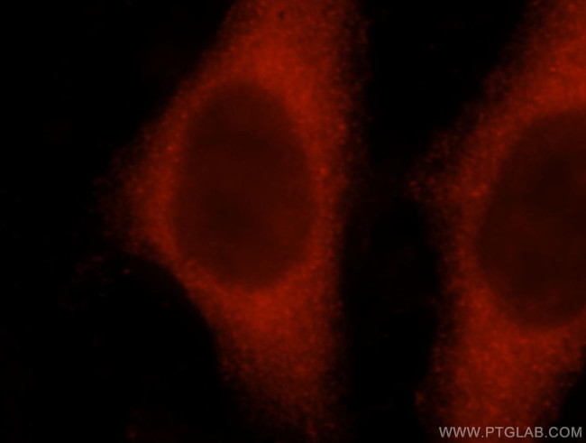 ATP1A2 Antibody in Immunocytochemistry (ICC/IF)