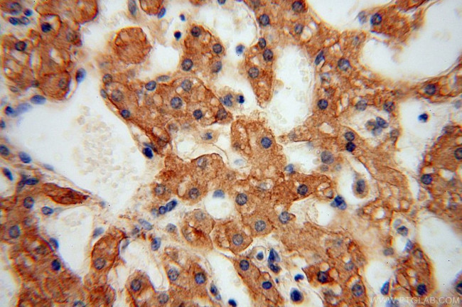 ATP1A2 Antibody in Immunohistochemistry (Paraffin) (IHC (P))