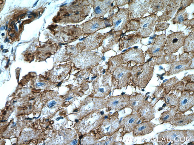 ATP1A2 Antibody in Immunohistochemistry (Paraffin) (IHC (P))