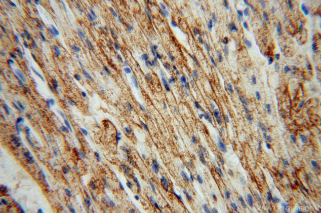 ATP1A2 Antibody in Immunohistochemistry (Paraffin) (IHC (P))