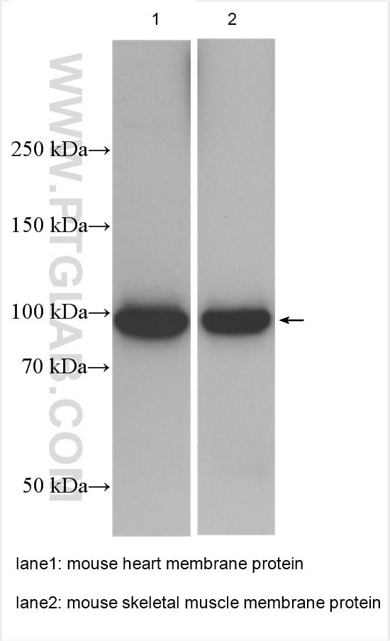 ATP1A2 Antibody in Western Blot (WB)