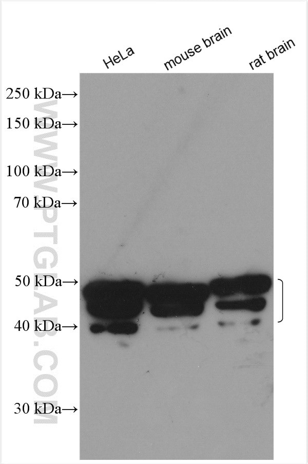 ALKBH5 Antibody in Western Blot (WB)