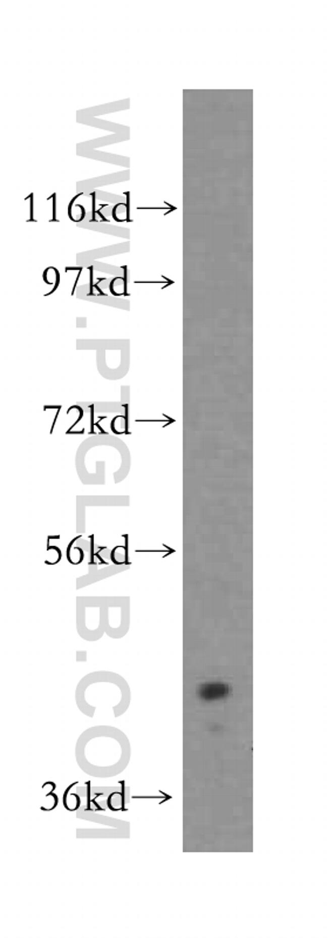 ALKBH5 Antibody in Western Blot (WB)