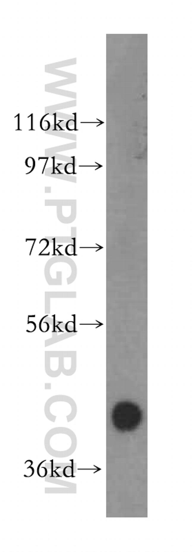 ALKBH5 Antibody in Western Blot (WB)