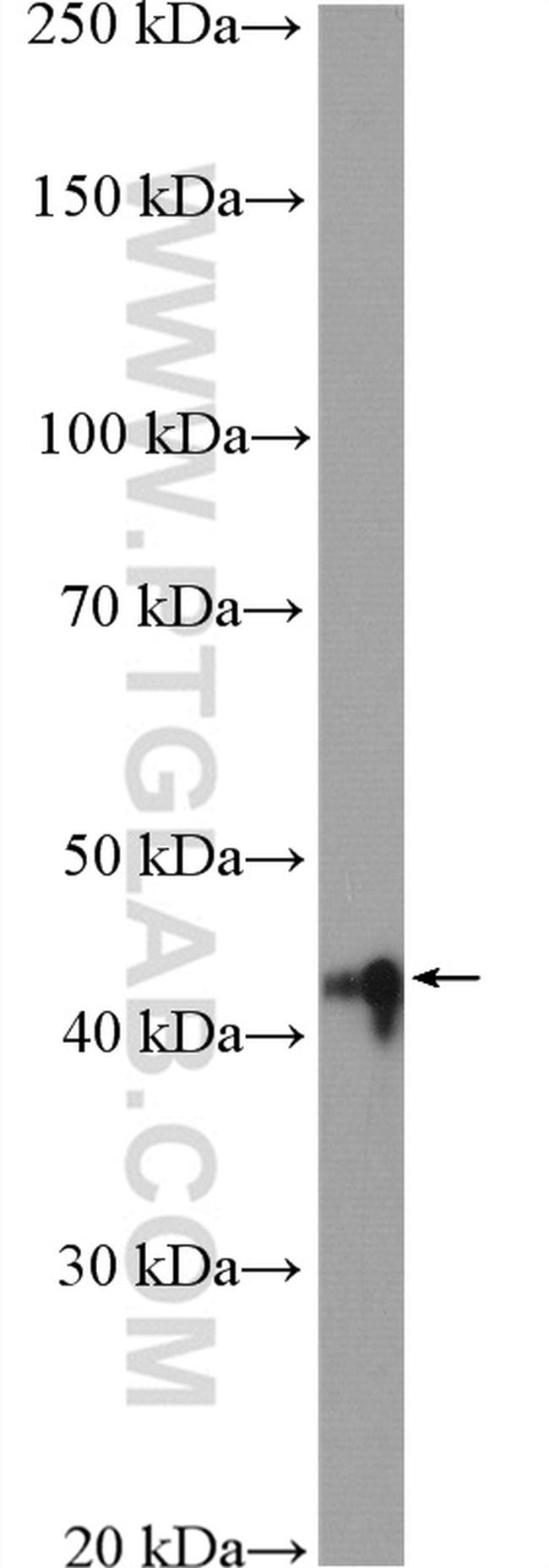 ALKBH5 Antibody in Western Blot (WB)