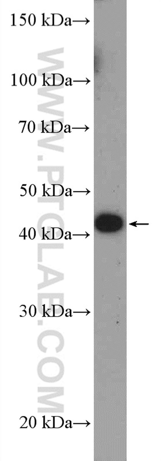 ALKBH5 Antibody in Western Blot (WB)