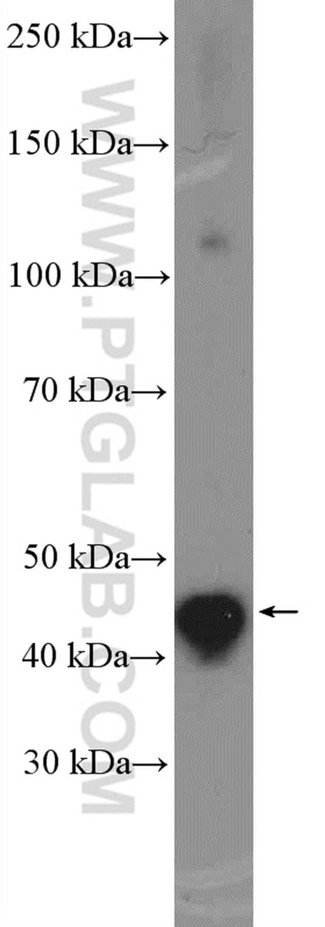 ALKBH5 Antibody in Western Blot (WB)