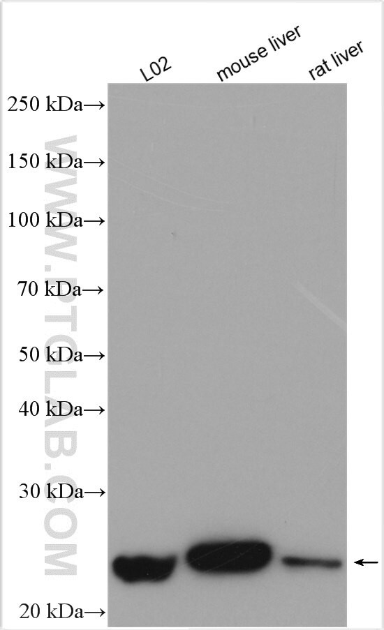 HEBP1 Antibody in Western Blot (WB)