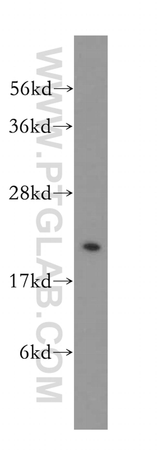 HEBP1 Antibody in Western Blot (WB)