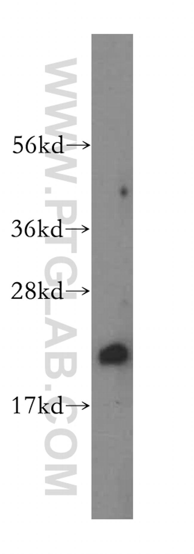 HEBP1 Antibody in Western Blot (WB)