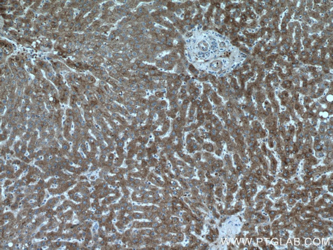 Apolipoprotein A II Antibody in Immunohistochemistry (Paraffin) (IHC (P))