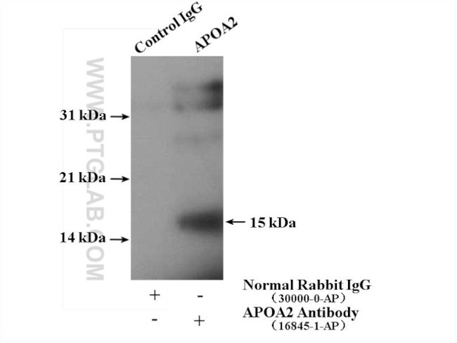 Apolipoprotein A II Antibody in Immunoprecipitation (IP)