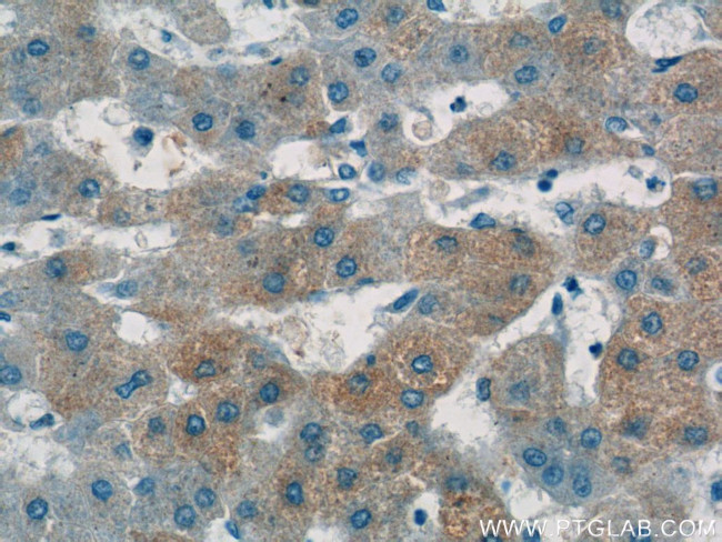 Apolipoprotein A II Antibody in Immunohistochemistry (Paraffin) (IHC (P))