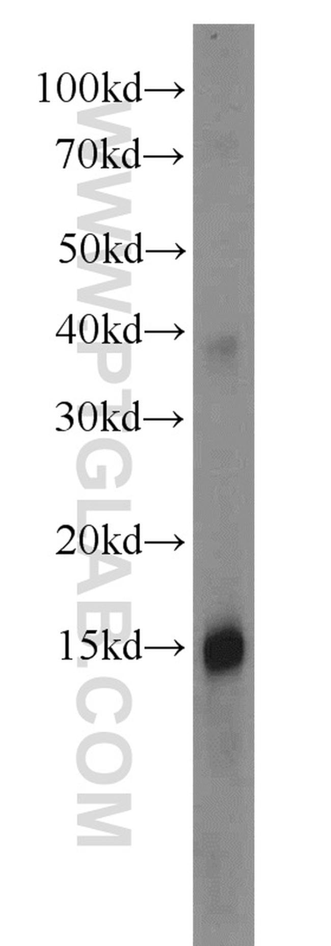 Apolipoprotein A II Antibody in Western Blot (WB)