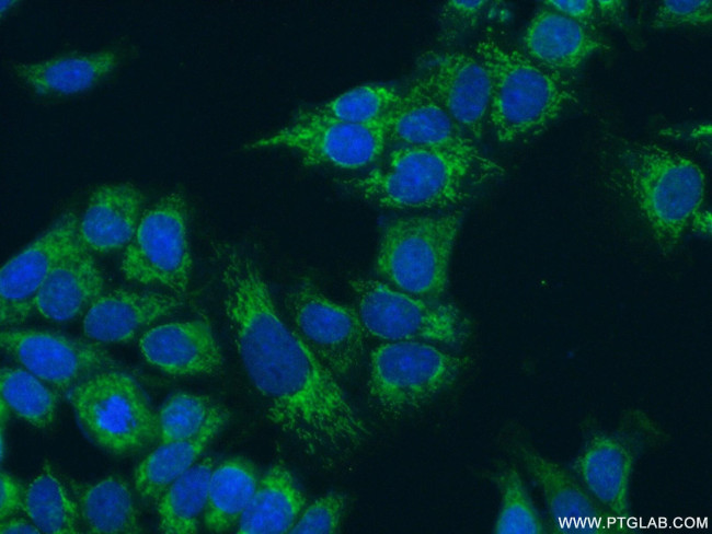 FMO5 Antibody in Immunocytochemistry (ICC/IF)