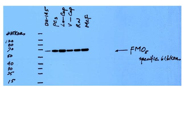 FMO5 Antibody in Western Blot (WB)