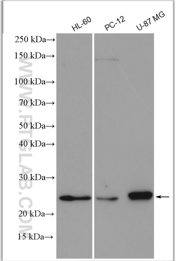 RAB27A Antibody in Western Blot (WB)