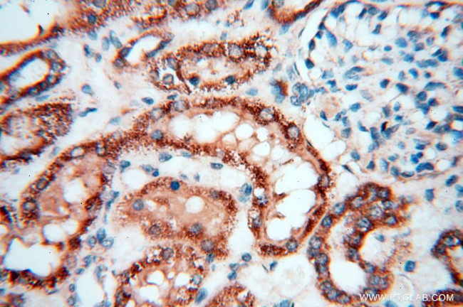 FGF16 Antibody in Immunohistochemistry (Paraffin) (IHC (P))