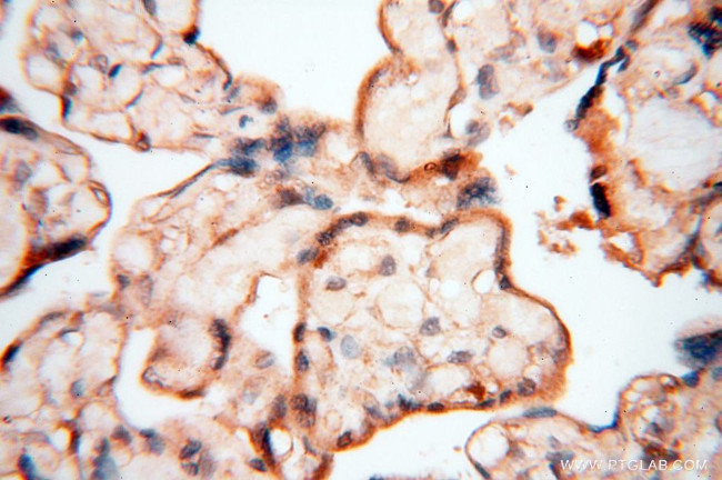 FGF16 Antibody in Immunohistochemistry (Paraffin) (IHC (P))