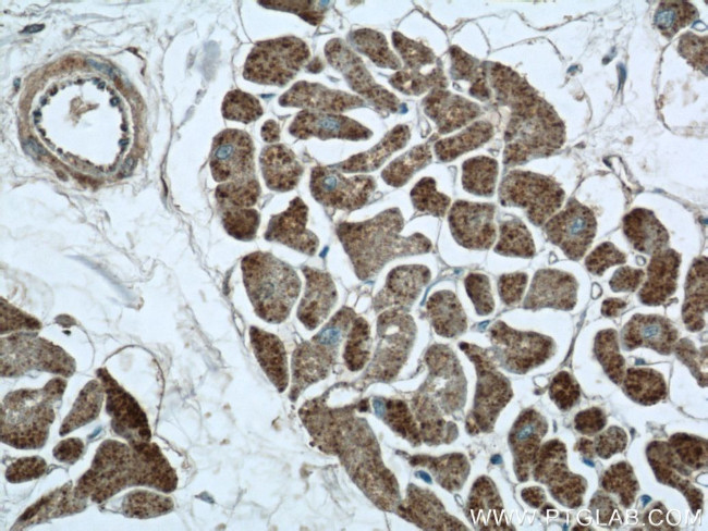 FGF16 Antibody in Immunohistochemistry (Paraffin) (IHC (P))