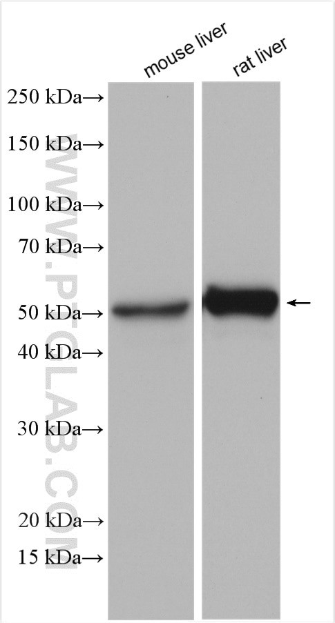 GPT Antibody in Western Blot (WB)