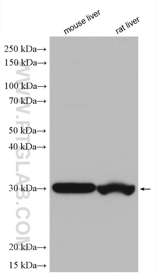 HMGCL Antibody in Western Blot (WB)