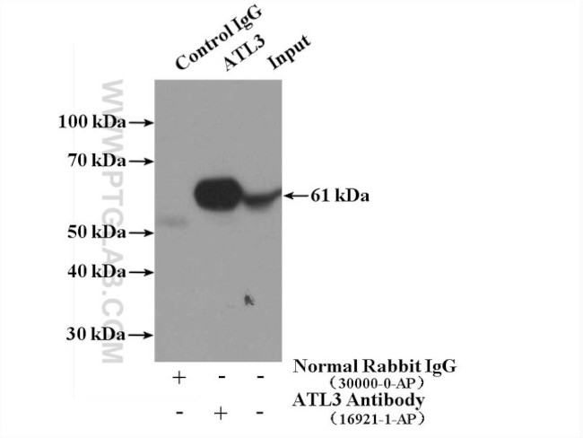 ATL3 Antibody in Immunoprecipitation (IP)