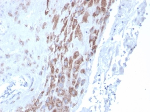 IDO2/Indoleamine 2,3-dioxygenase 2 Antibody in Immunohistochemistry (Paraffin) (IHC (P))