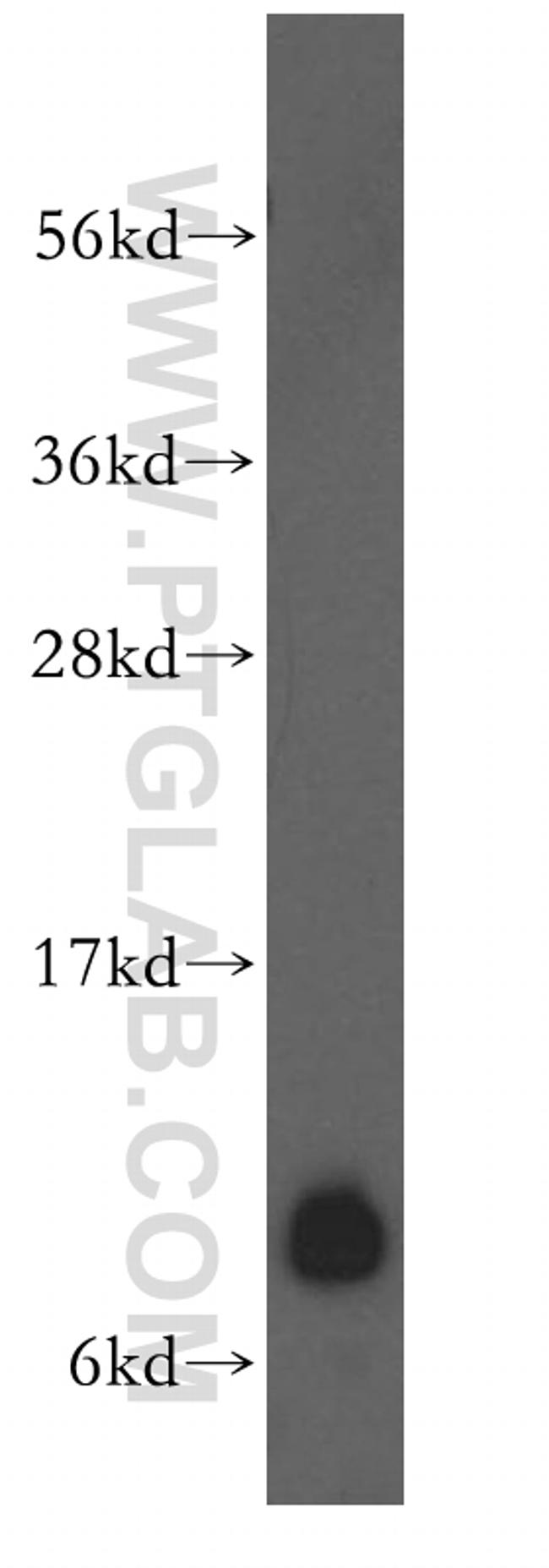 RPS21 Antibody in Western Blot (WB)