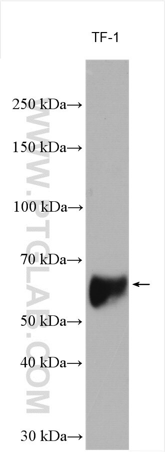 MEF2C Antibody in Western Blot (WB)