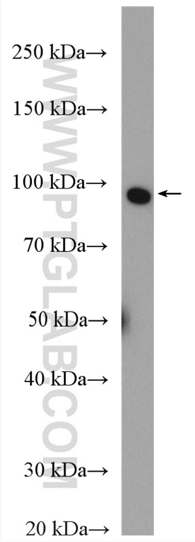 NVL Antibody in Western Blot (WB)