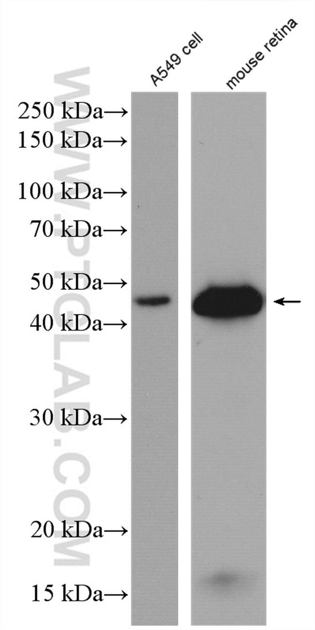 GAP43 Antibody in Western Blot (WB)