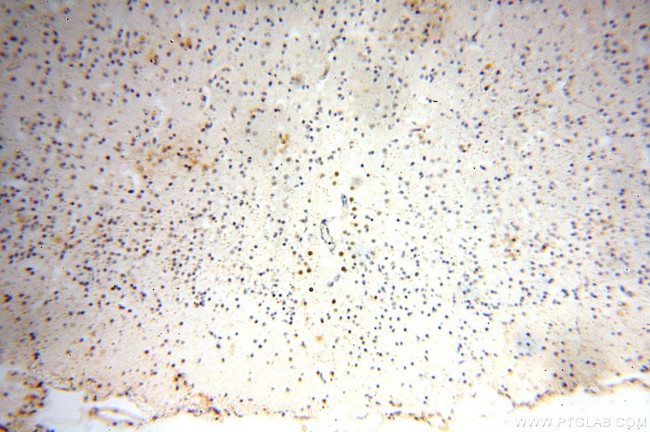 SPATA22 Antibody in Immunohistochemistry (Paraffin) (IHC (P))