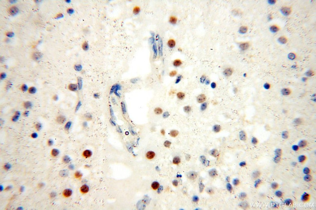 SPATA22 Antibody in Immunohistochemistry (Paraffin) (IHC (P))