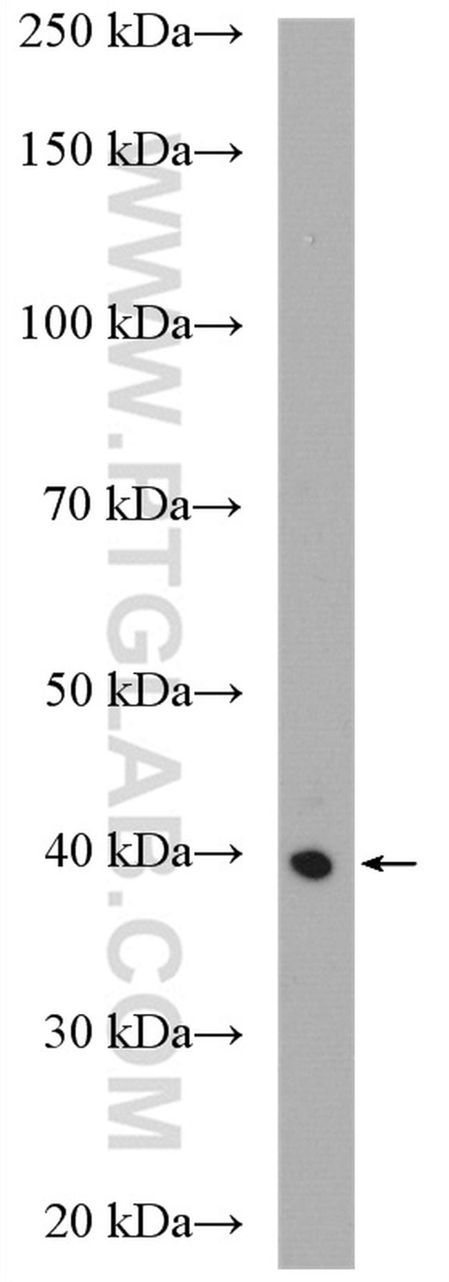 SPATA22 Antibody in Western Blot (WB)