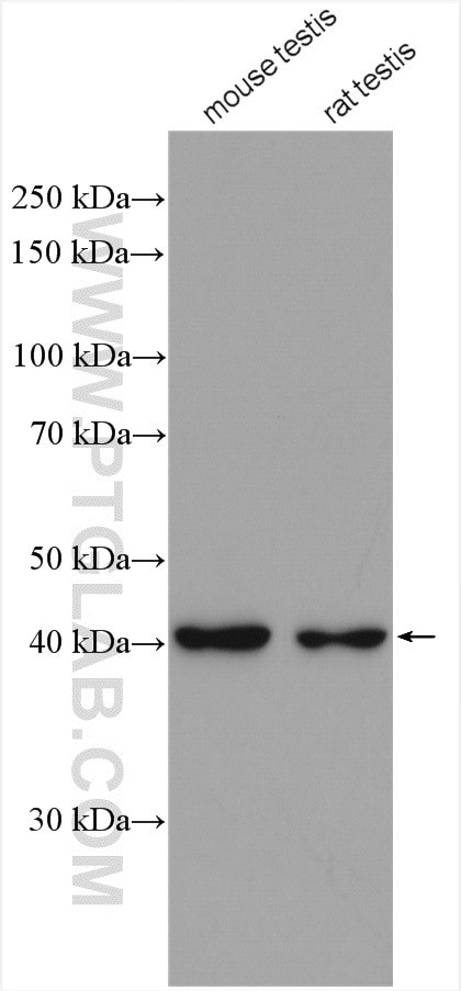ACTRT2 Antibody in Western Blot (WB)