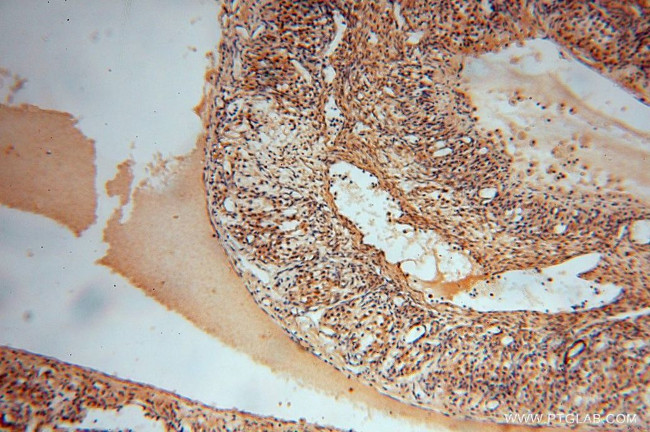 UFSP2 Antibody in Immunohistochemistry (Paraffin) (IHC (P))