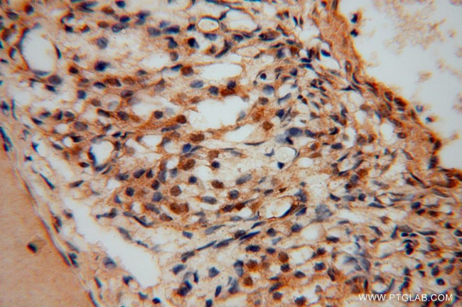 UFSP2 Antibody in Immunohistochemistry (Paraffin) (IHC (P))