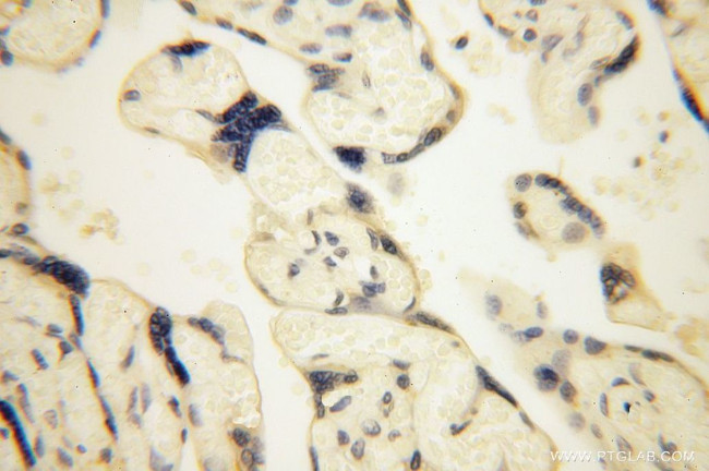 UFSP2 Antibody in Immunohistochemistry (Paraffin) (IHC (P))